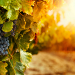 Vinhos